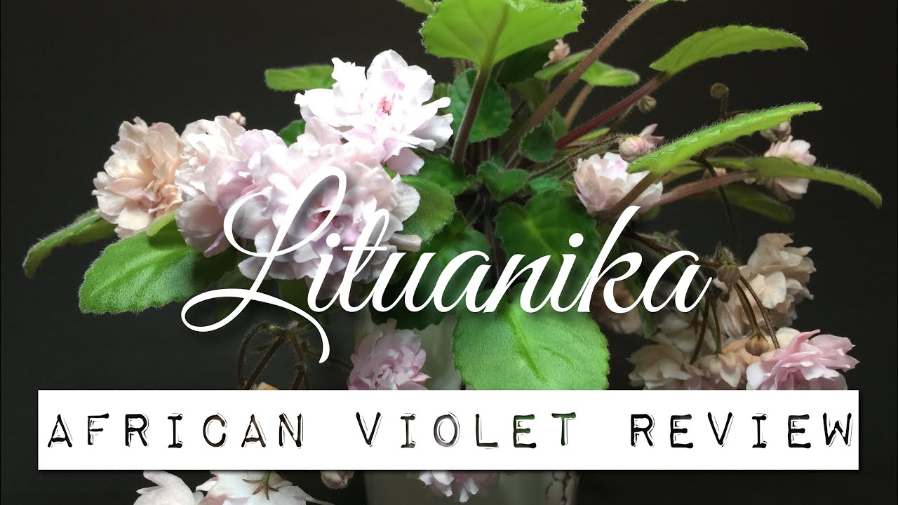 LITUANIKA - African Violet Review