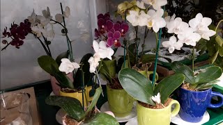 Carrefour/Promoção de Orquídeas - thptnganamst.edu.vn