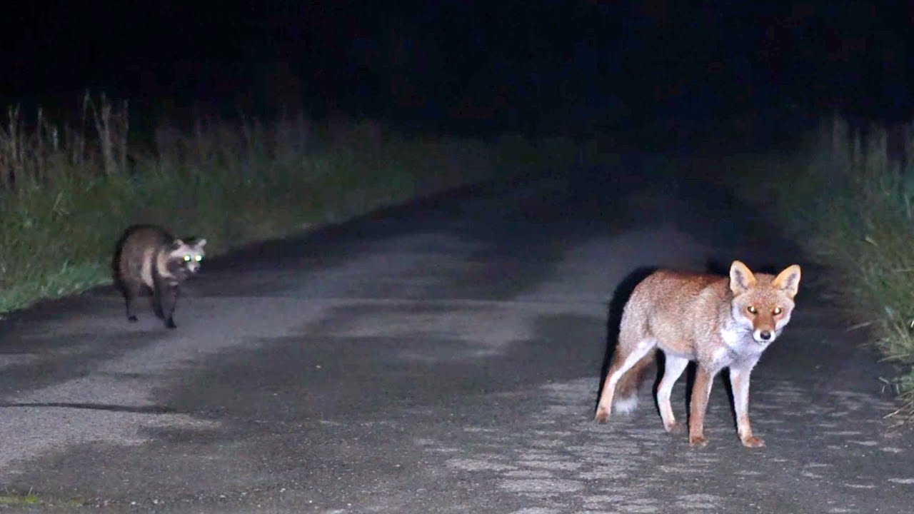 なぜかキツネに近づきたいタヌキたち-Tanuki Who Just Can't Stay Away