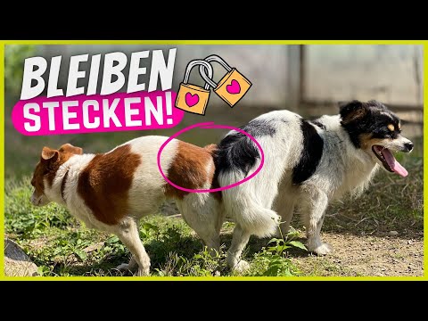 Video: Meine Katze wirft unverdaute Nahrung auf