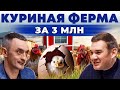 Иерархия в курятнике. Куриная ферма. Разведение кур. Курица и яйцо. Андрей Даниленко