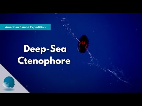 American Samoa Expedition: Deep-Sea Ctenophore thumbnail