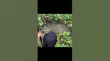 Câu Đài Kênh Lục Bình Lên Cá Tra Khủng