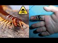 top 10 insectos más peligrosos y letales del mundo