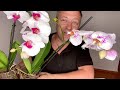 пересадка цветущих орхидей в НОВОМ ДОМЕ для редкого полива и ПРОСТОЙ уход за орхидеями