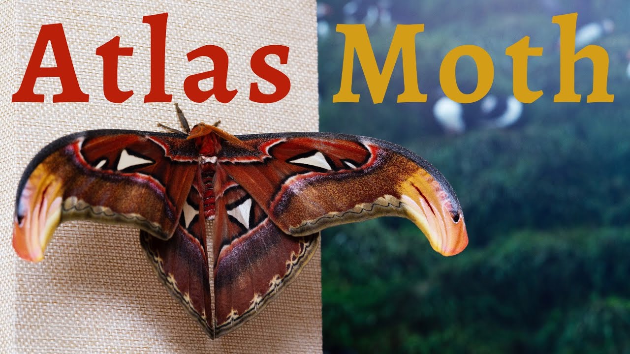 9 Amazing Atlas Moth Facts!