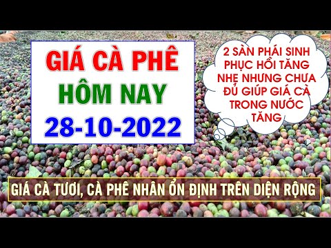 Video Giá cà phê hôm nay ngày 28/10/2022|Giá cà phê tăng... - youtube