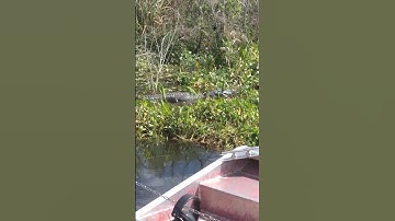 Thumbnail of Rollin up on a gator on a Florida swamp tour