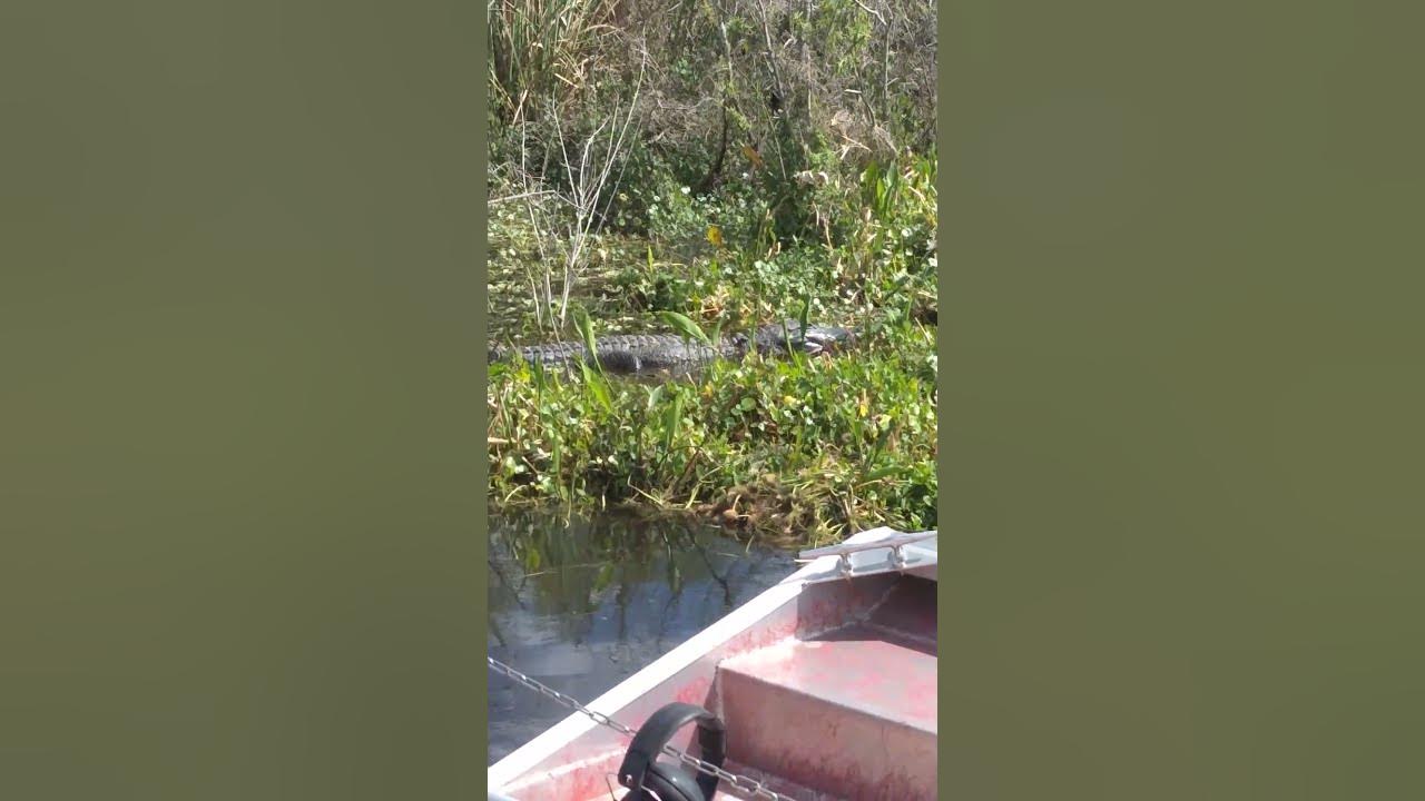 Rollin up on a gator on a Florida swamp tour