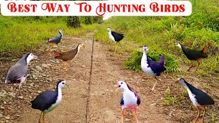 Best way to hunting birds | Excellent bird catching trap | Water hen bird hunting trap | Bird hunter