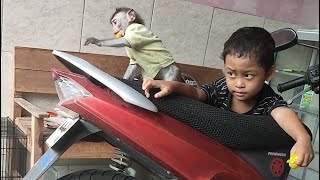 Bermain dengan monyet dan kucing lucu by Alif Sakha 263 views 4 days ago 3 minutes, 7 seconds