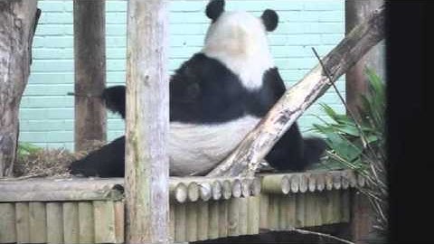 Pandas at Edinburgh Zoo