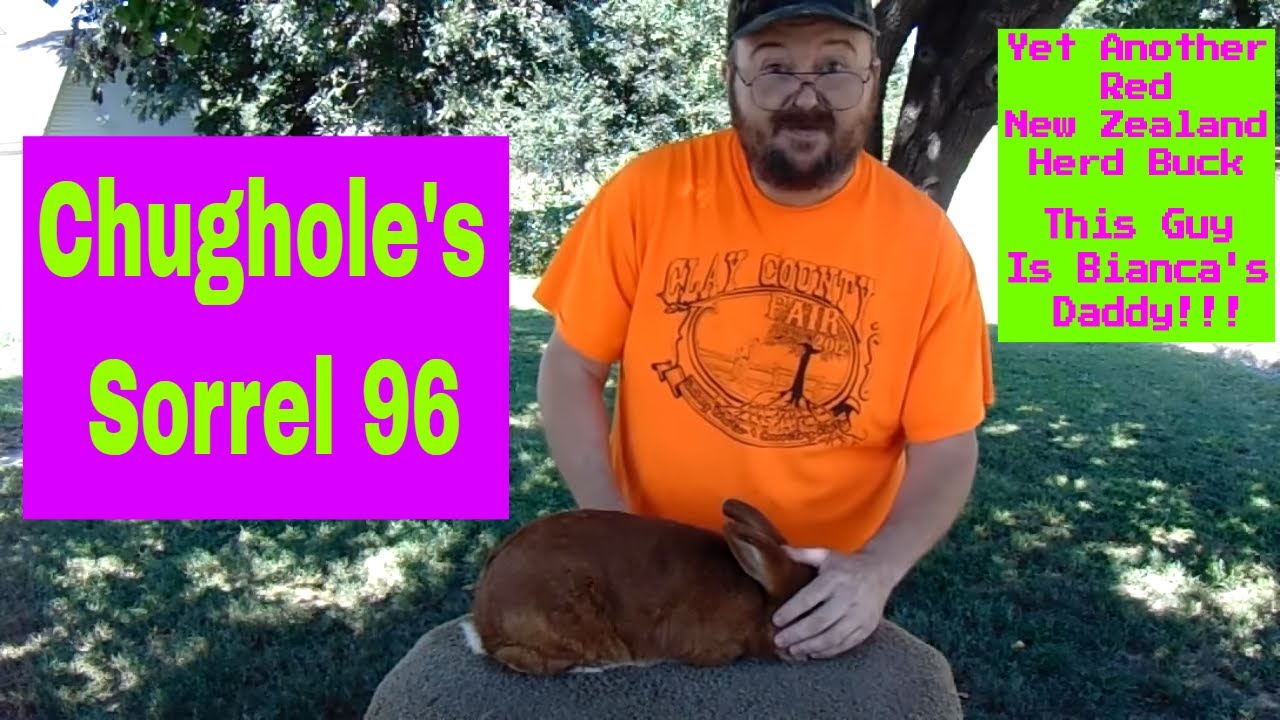 New Zealand Rabbits - Red New Zealand Rabbit Addition to the Rabbitry - YouTube