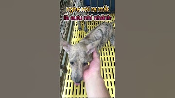 EM CHÓ PHÚ QUỐC BẠCH HỔ CÁI VỪA RA MẮT LÀ CHỊ BẮT LUÔN #shorts