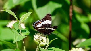 White Admiral: Identification (25 June 2024)