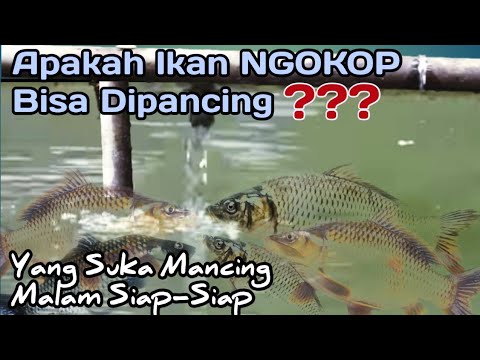 Penyebab Ikan Mas Mengambang