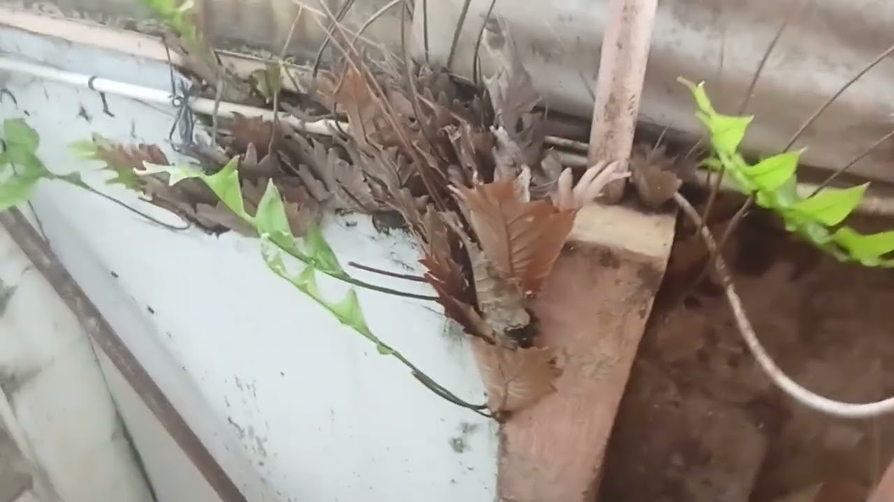 Pemanfaatan tanaman liar pakis kepala tupai sebagai tanaman hias.