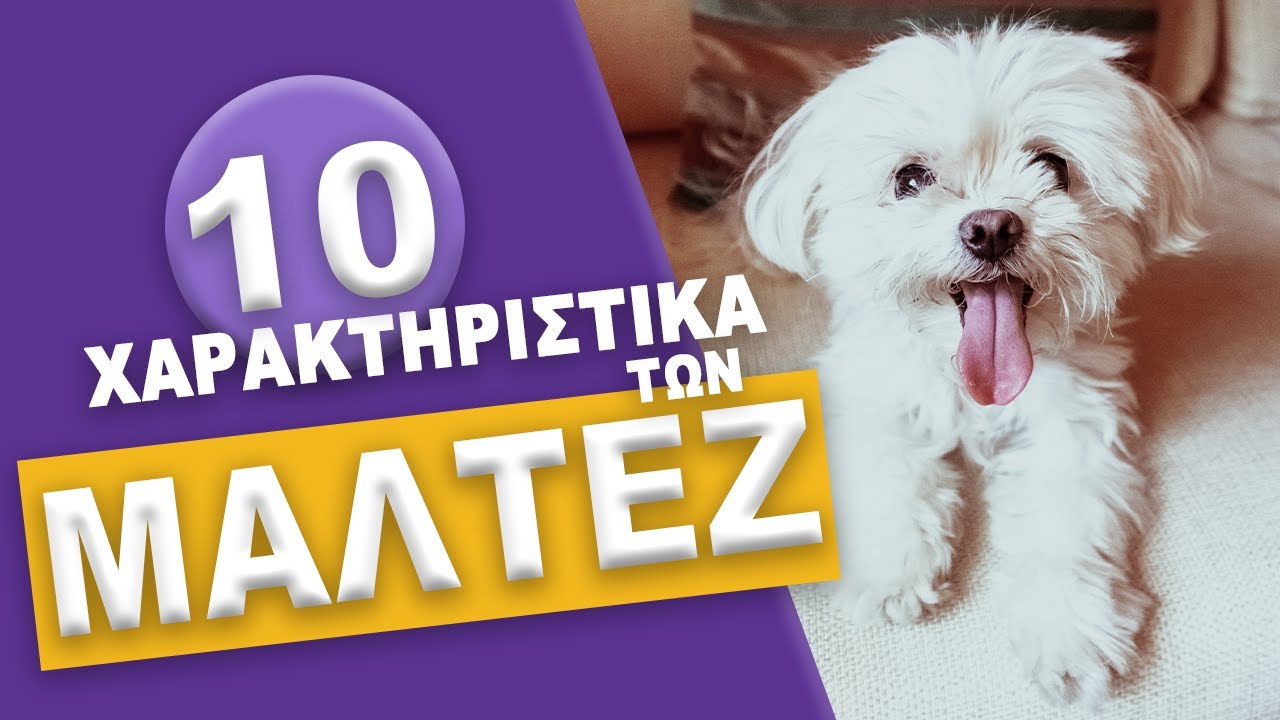 ΜΑΛΤΕΖ - 10 Χαρακτηριστικά των Μαλτέζ!