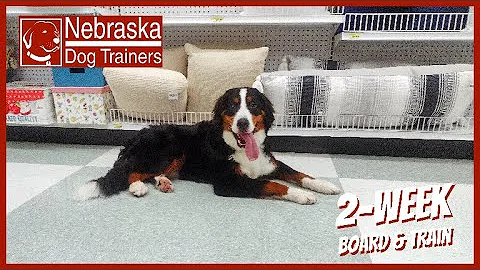 Rufus | 6 month Bernese Mountain Dog | Dog Trainin...