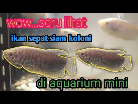 woow....ikan SEPAT Siam di dalam aquarium mini || AL_MUHASYAH FAMILY ...