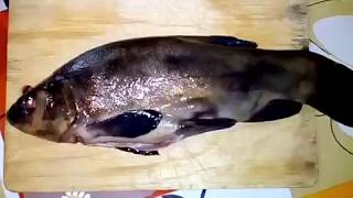 Как приготовить вкусно рыбу ЛИНЬ! Как приготовить вкусно рыбу ЛИНЬ!
