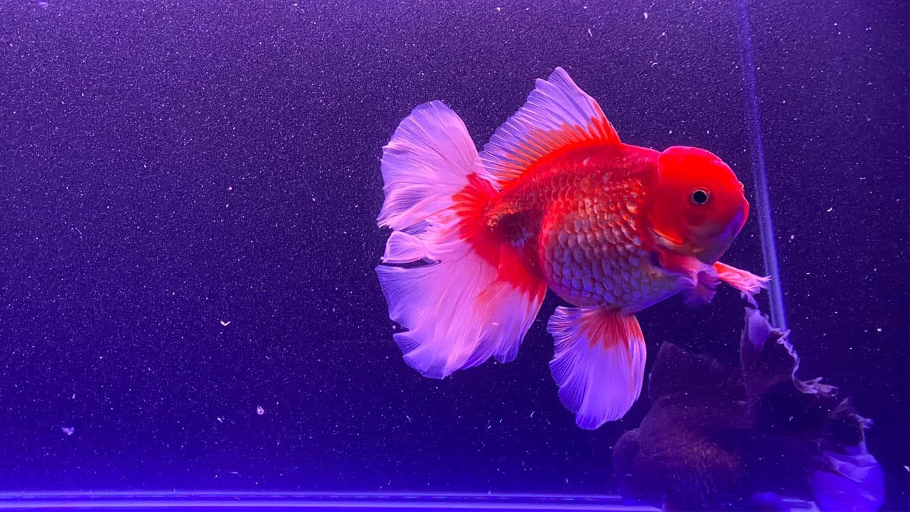かなり良質の金魚 最高の美しい金魚 Youtube かなり良質の金魚 最高の美しい金魚 Youtube