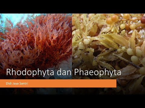 Kuliah Rhodophyta dan Phaeophyta