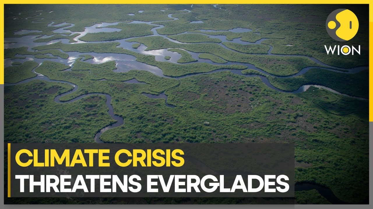 Will everglades ever return to their glory? | WION Climate Tracker