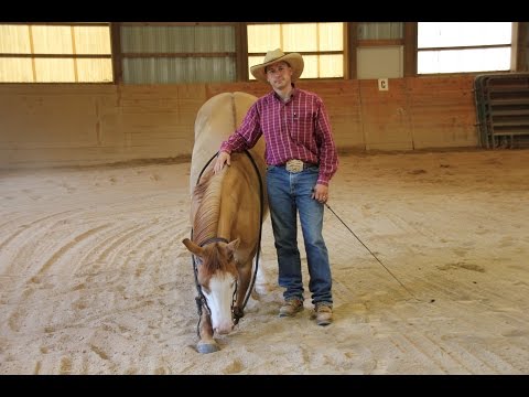 Video: American Paint Horse Horse Breed Hypoallergenic, Saklaw Ng Kalusugan At Buhay