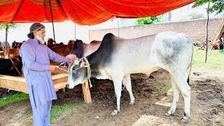 Village Main Qurbani K Janwaron K Rates | Cow Mandi At Village Side