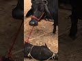 Dairy #Shorts #ytshorts #viralshorts #trendingshorts #youtubeshorts #trending #animalrights #milk