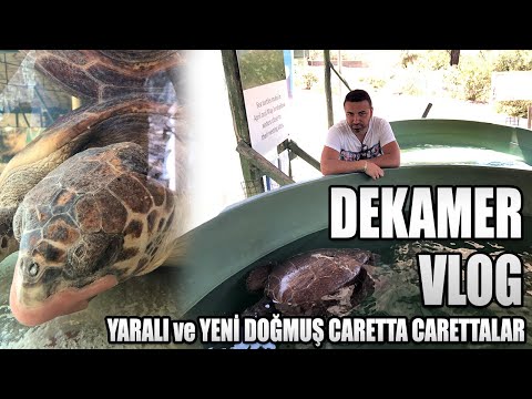 Video: Kutu Kaplumbağa - Terrapene Carolina Sürüngen Irk Hipoalerjenik, Sağlık Ve Ömrü