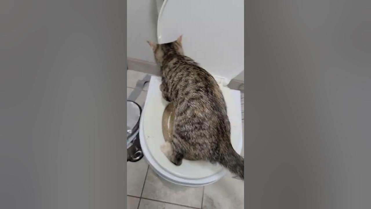 Duct tape to keep cat poop off YouTube