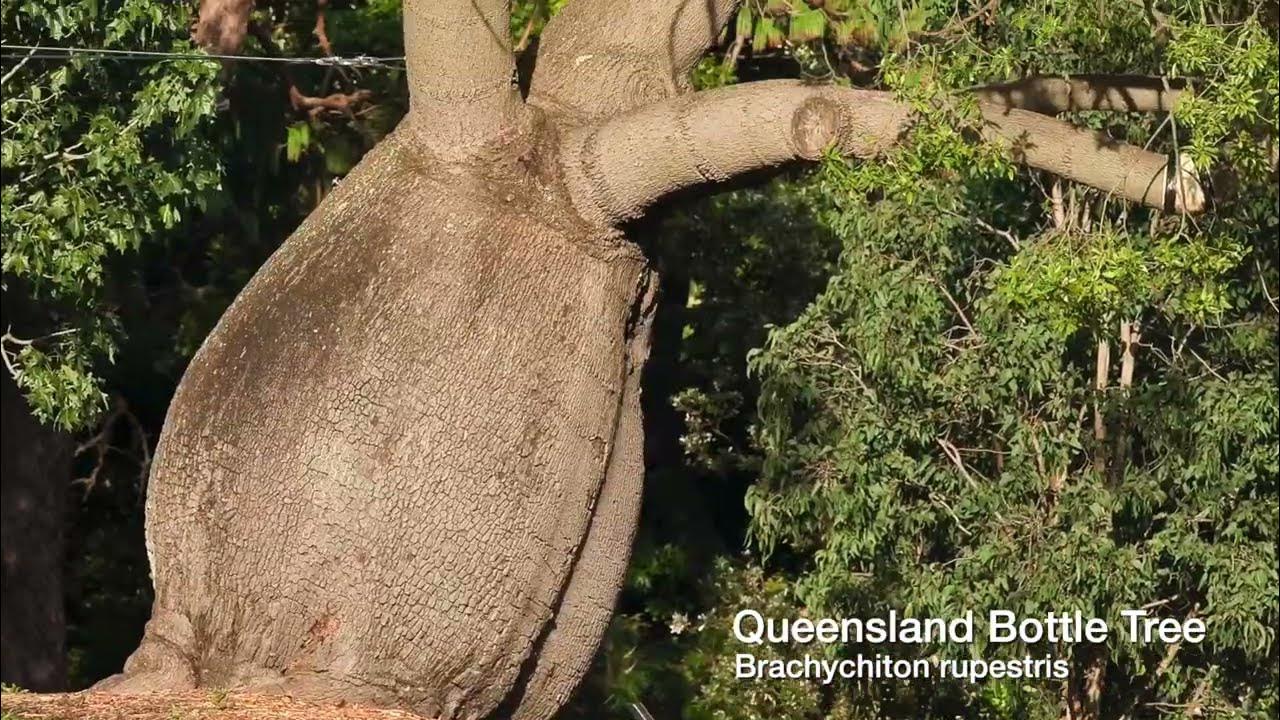 Australian Bottle Tree. One of the weirdest-looking trees. 