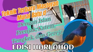 PASTI NYAHUT KALO DENGAR SOUND INI, MASTERAN KICAU UNTUK BURUNG MURAI BATU