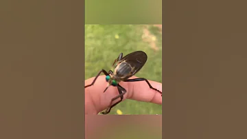 Шумный Катитид и Безжалостный Убийца Ктырь