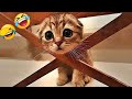 You Laugh You Lose😻💕🐶Funniest Cats and Dogs 2025🤣👋