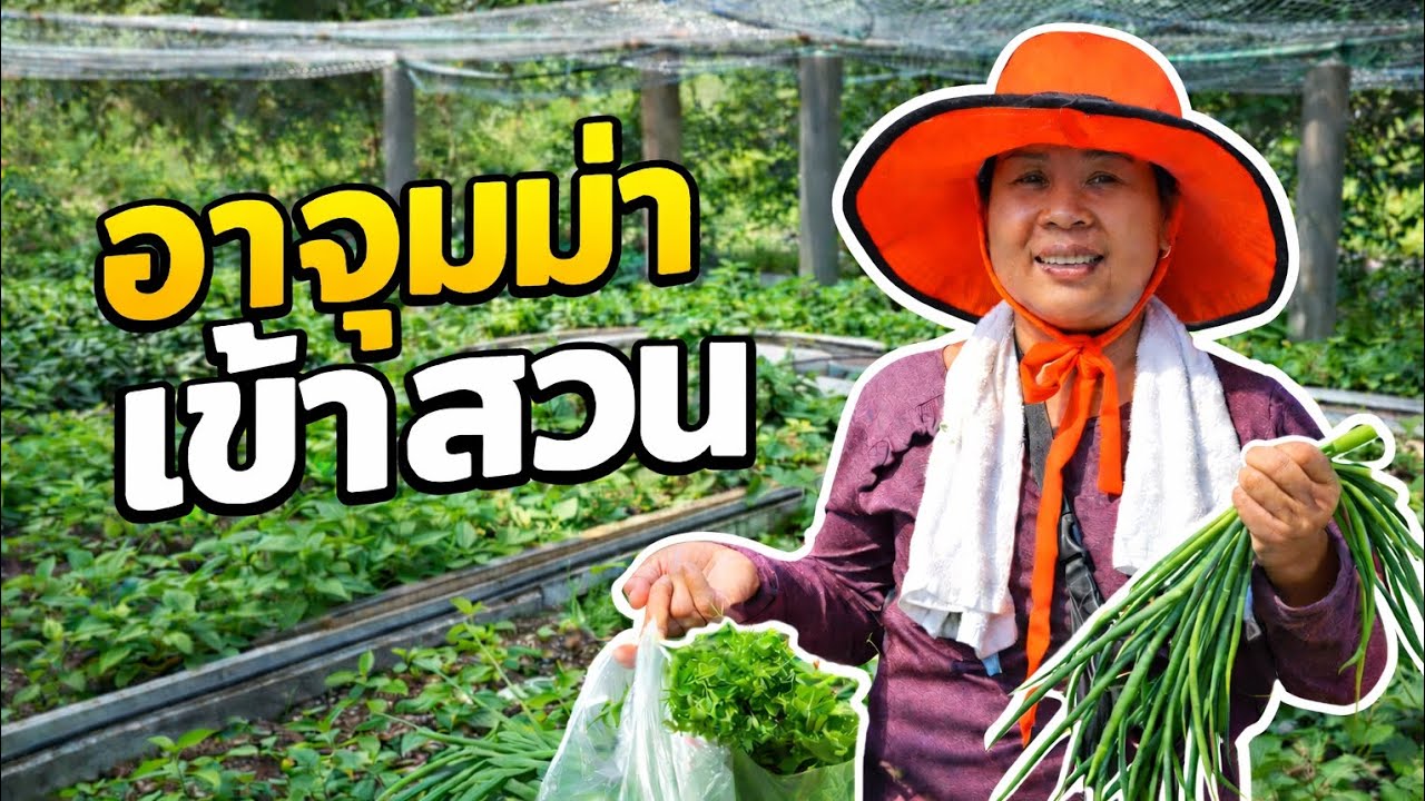 อาจูม่าเข้าสวน ได้ผักกลับบ้าน 🥬
