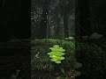 #mashroom #bright #night #light #tree #nature #shorts #short #shortvideo #shortsvideo #shortsfeed