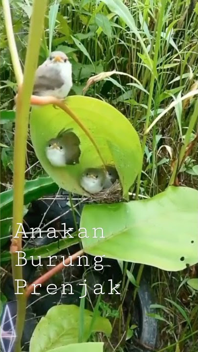 Burung||prenjak anakan