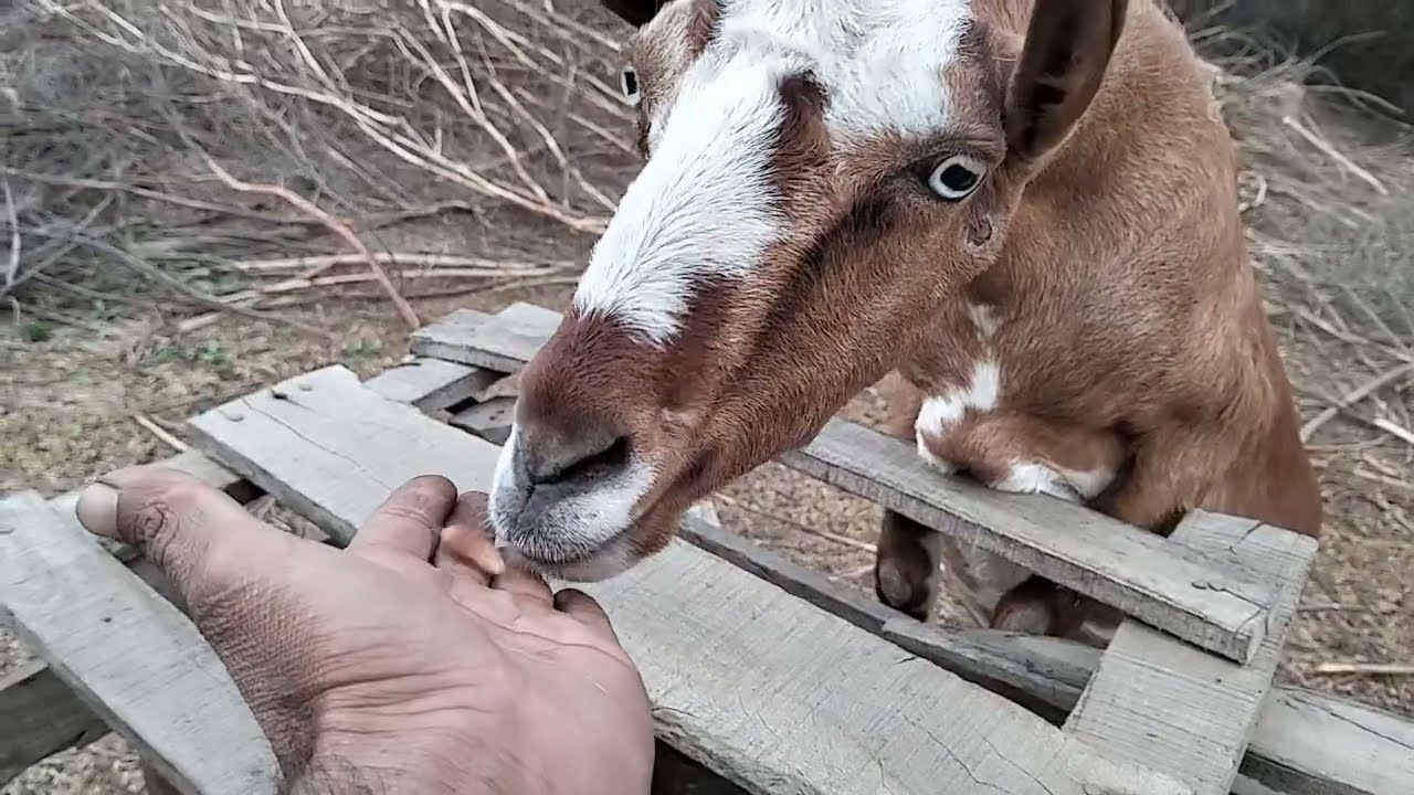 Today We Fed Our Goats Date Pits | Natural Goat Diet Vlog