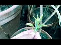 How to Grow Song of India plant from cutting...|Dracaena..