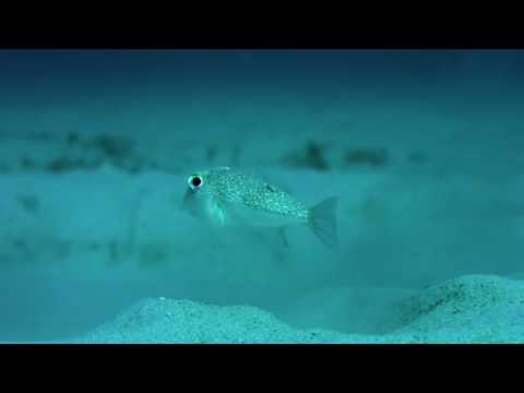 Невероятная рыба - рыба художник .