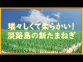 瑞々しくて柔らかい！淡路島の新たまねぎ