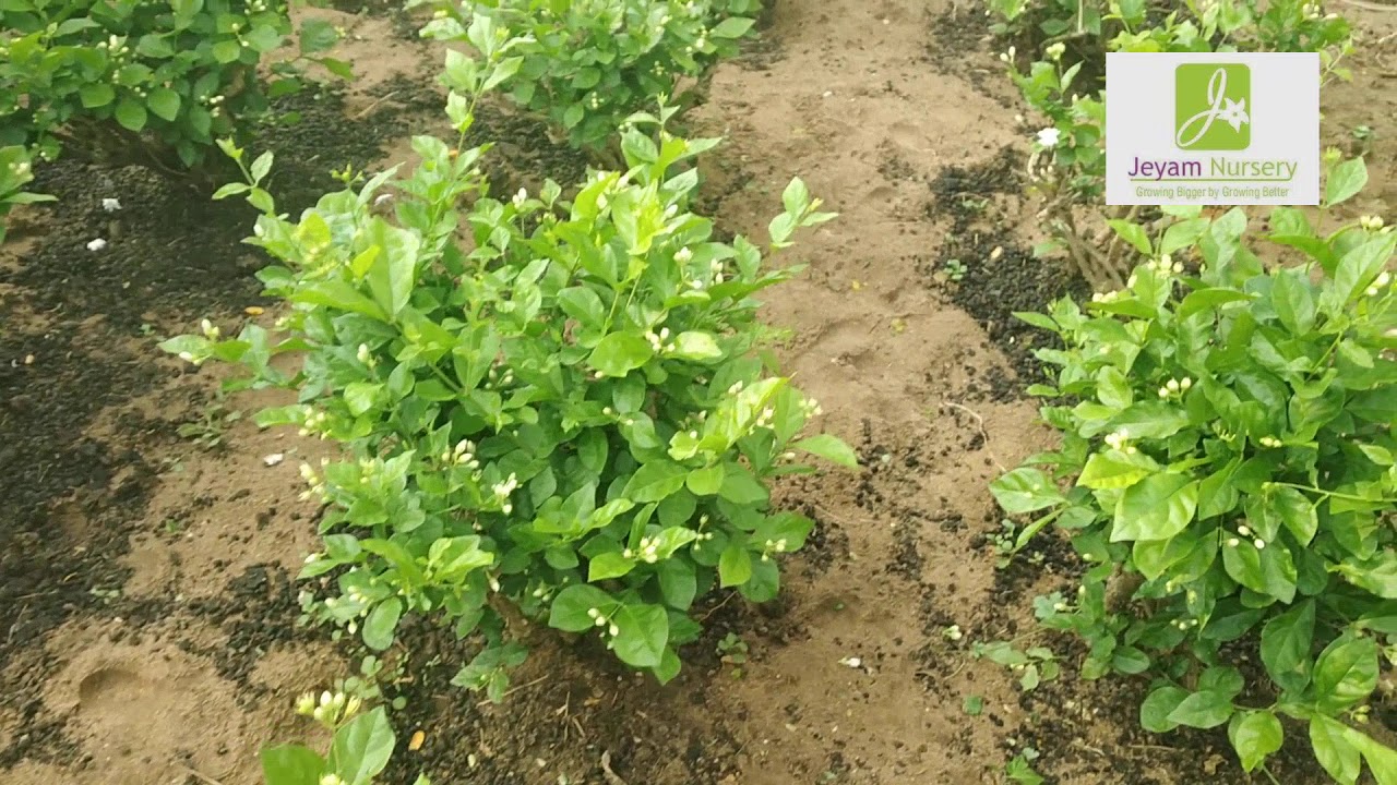 Jasmine Plants Tips For Trimming (рооро▓்ро▓ிроХை роЪெроЯிропை роХро╡ாрод்родு роЪெроп்ропுроо் рооுро▒ை