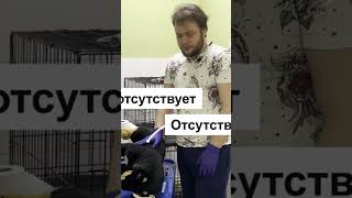 Спасение 🚑реанимация собаки 🐕