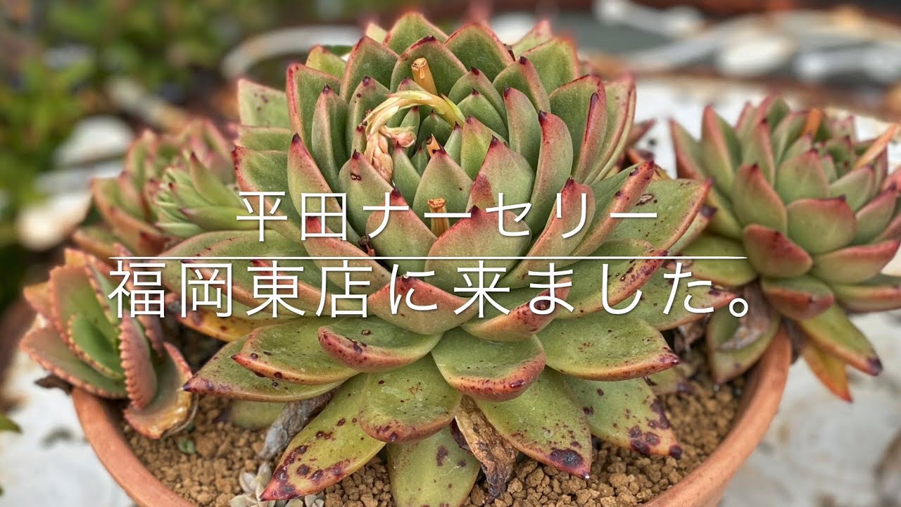 多肉植物 平田ナーセリー福岡東店に来ました Youtube