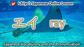 エイ (ei) | ray | Japanese Vocabulary and the Pronunciation