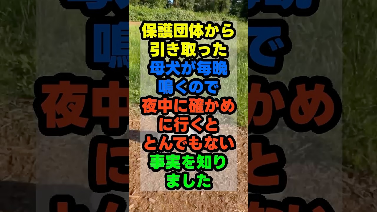 毎晩鳴く母犬、その涙の理由を知って私は動きました