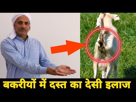 बकरीयों में दस्त के देसी इलाज | Goat Loose Motion Desi Treatment | घरेलू इलाज Ep03